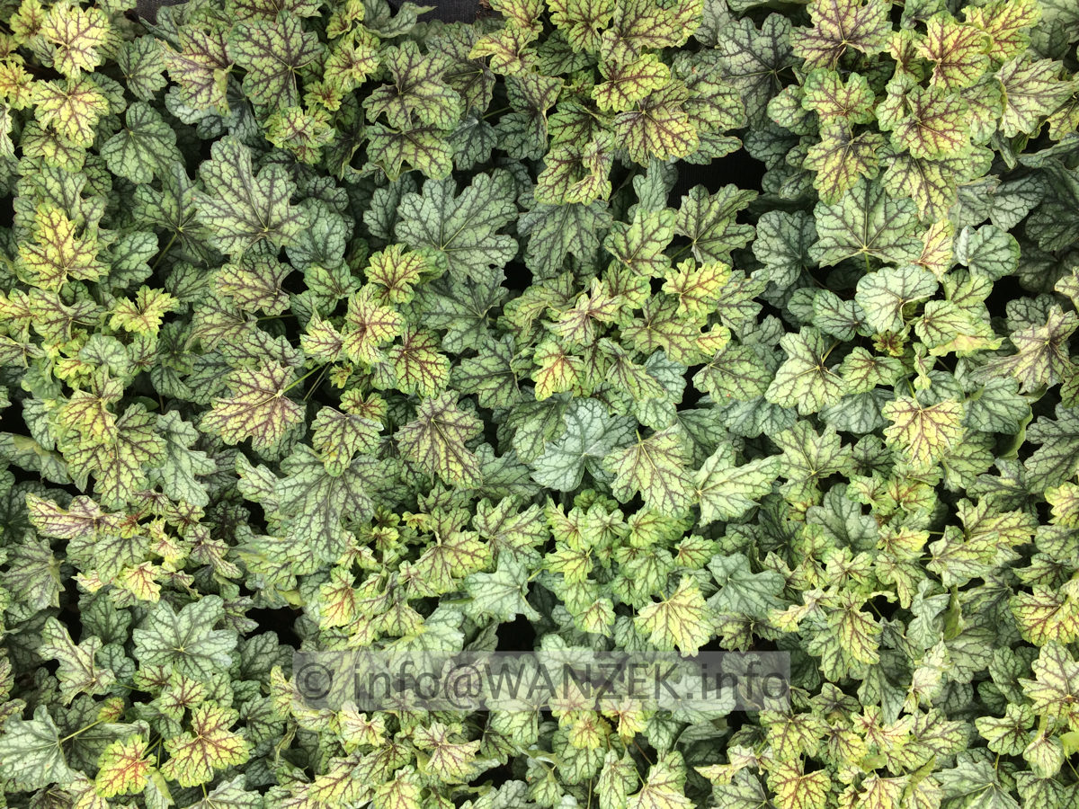 Heuchera Hybride Green Spice 02.JPG